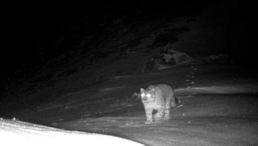 云南冰川雪豹夜间追踪猎物：真实揭秘