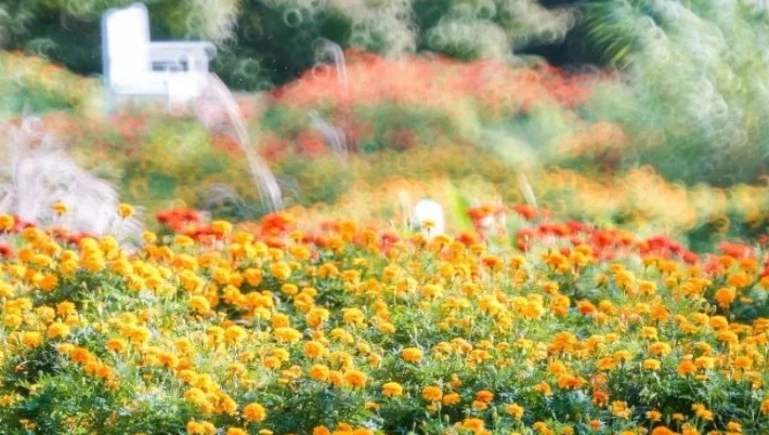 领略上海花海魅力，限定秋日别错过