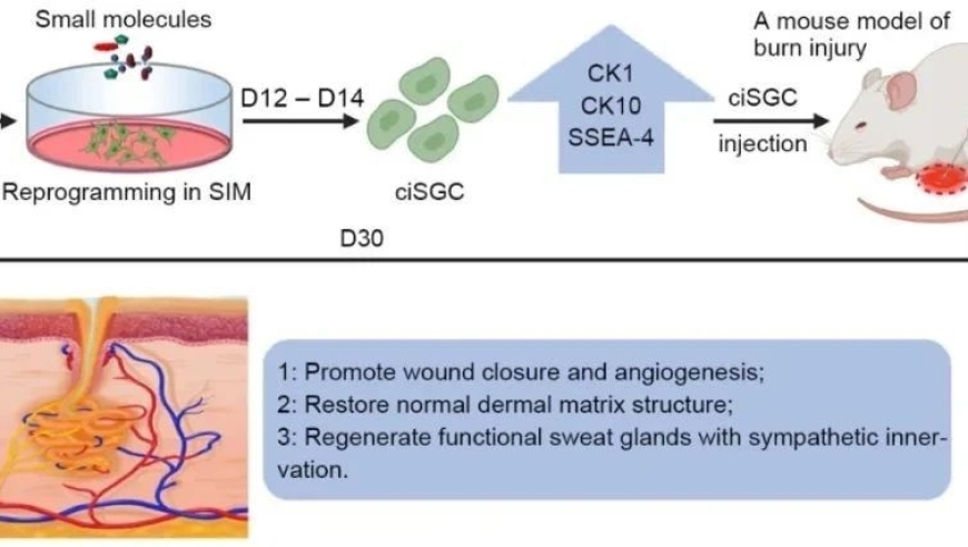 小鼠体内的化学重编程策略：团队合作，突破重编程限制，推动功能性修复与神经支配网络重建

付小兵/孙晓艳/董磊团队：通过化学重编程实现小鼠体汗腺功能的恢复与神经支配网络重建的关键探索

探究化学重编程在小鼠体汗腺功能修复及神经支配网络重建中的重要角色：付小兵/孙晓艳/董磊团队合作开发成果展示

化学重编程策略助力小鼠体内的功能性修复与神经支配网络重建研究：付小兵/孙晓艳/董磊团队的创新发现