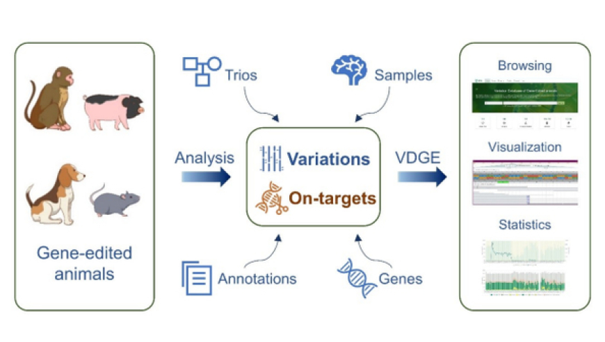 科学家研发出全球首个基因编辑动物新发突变数据库，为研究、改良和控制疾病提供强大工具