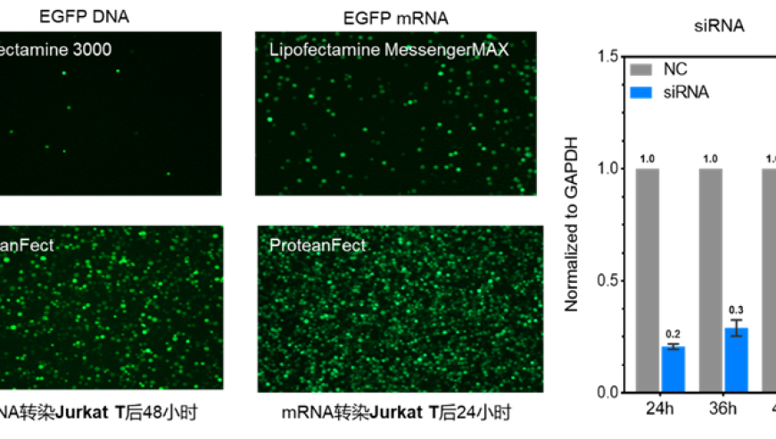 实时在线演示：西湖大学黑科技ProteanFect引领细胞转染革新

或

探索前沿科技：首次科研用户亲身体验西湖大学黑科技ProteanFect带来的细胞转染变革

或

细胞转染革新：实时在线演示，首批科研用户见证黑科技ProteanFect的卓越表现