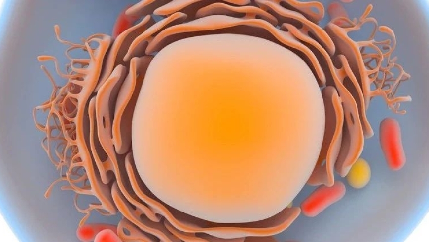 北京大学深圳研究生院曹宇团队的CAR-T细胞分体技术革新癌症治疗效率