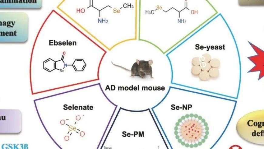 倪嘉缵院士团队研究揭示硒对大脑健康的重要作用：抗氧化、保护神经元与防治疾病