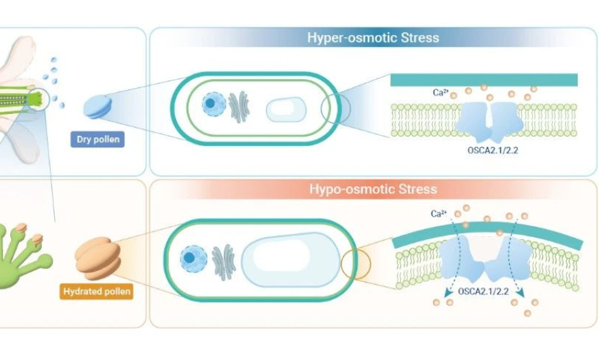 探索创新生活的秘诀：揭秘花粉水合过程中的渗透压感知机制