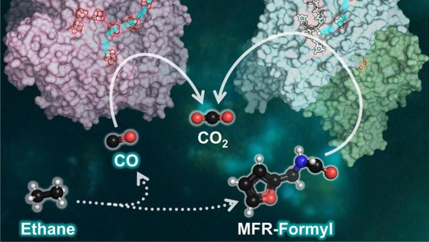 生物共生：海洋微生物如何对抗全球变暖，为环保事业带来新的曙光？