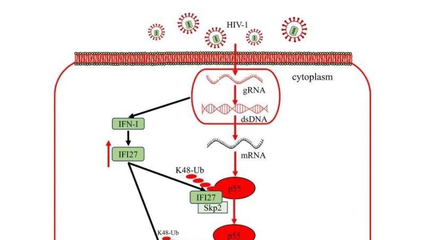 昆明动物所郑永唐学科组揭示：IFI27参与Gag蛋白抑制HIV-1复制的泛素化途径

昆明动物所郑永唐学科组发现：IFI27在Gag蛋白抑制HIV-1复制中的泛素化作用