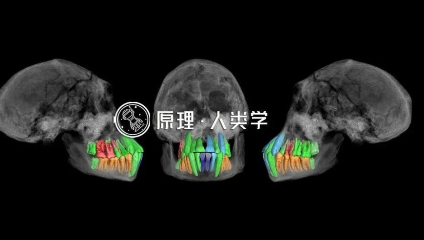 原因何在：揭示人类童年为何如此漫长的一般性探讨