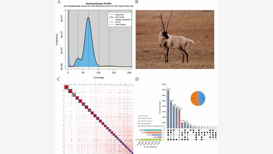 中国科学家宣布发现藏羚染色体高质量基因组，开创性地解读了生命奥秘