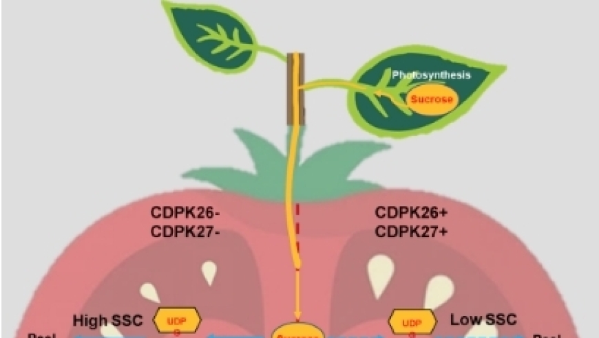 中国科研团队揭示抑制番茄糖分积累的新机制，探究番茄甜味消失的原因