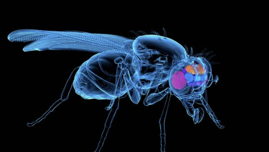 普林斯顿大学科学家创造世界首只无损生物基因组\n\n全新研究揭示，普林斯顿大学的科学家们成功地开发了一种能够在不损坏样本的情况下提取DNA的技术。这一突破性的发现可能对未来遗传学和医学领域的研究产生深远影响。\n\n在过去的几十年里，科学家们一直在努力保存生命体的基因组，以便在未来进行研究。然而，这种方法常常会破坏或损伤这些样本。因此，这项最新的成果对于维护和保存人类生命体的基因组具有重要意义。\n\n这项技术使用特殊的冷冻电子显微镜来抽取DNA，并将它精确地存储在一个没有受损害的容器中。这个过程可以在完全不破坏样本的情况下完成，使得科学家能够获取到所有必要的信息。\n\n普林斯顿大学的这种新型方法不仅能够帮助研究人员更深入地理解生命的运作机制，也有可能用于保护生物遗产和文物等重要资源。此外，这项研究也可能对未来的基因编辑技术产生影响，为我们创造出更多可以抵抗疾病、改善人类生活质量的新药和治疗方法。\n\n总之，这项普林斯顿大学科学家们的突破性研究是一项重要的科学进展，有望开启一个新的时代。我们期待看到更多的创新和突破，因为科学的发展永远充满了无限的可能性。