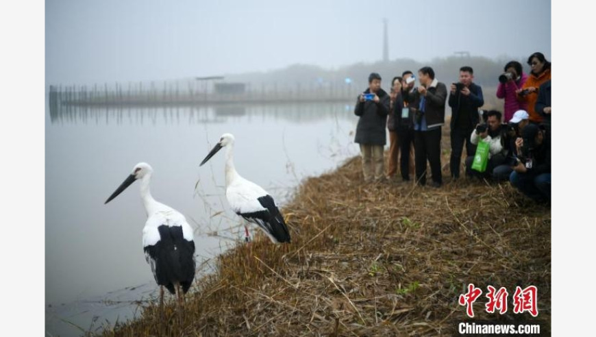 绿色行动：第五届京津冀晋吉湿地生态观鸟节，放归15只珍稀鸟类