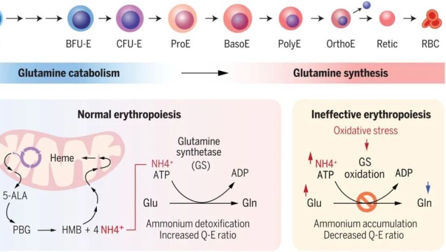 新的科学突破揭示谷氨酰胺代谢转换对红细胞生长与相关疾病的重要性
