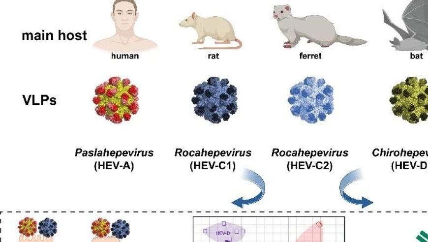徐州医科大学王文世教授团队揭示大鼠戊型肝炎病毒跨宿主传播关键分子机制