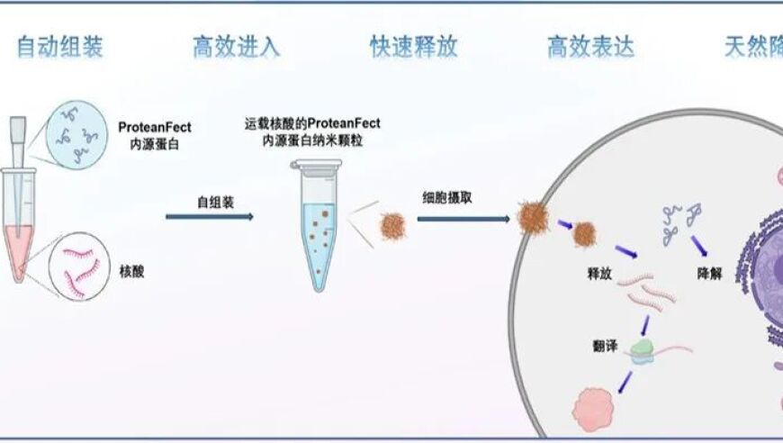 【亲身见证】西湖大学研发ProteanFect高效转染小鼠原代T细胞、NK细胞及γδT细胞，彰显科研实力与突破创新