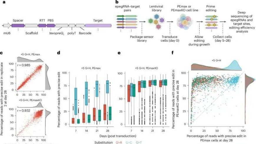 打造高效基因敲除筛查新工具：Prime Editing，掌握精准无误的选择