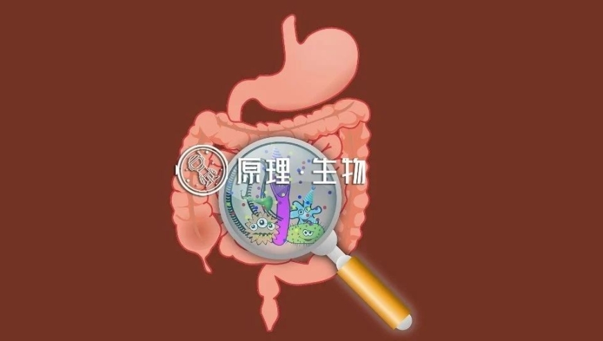 科学揭示：朋友间微生物群落的交流与互动方式