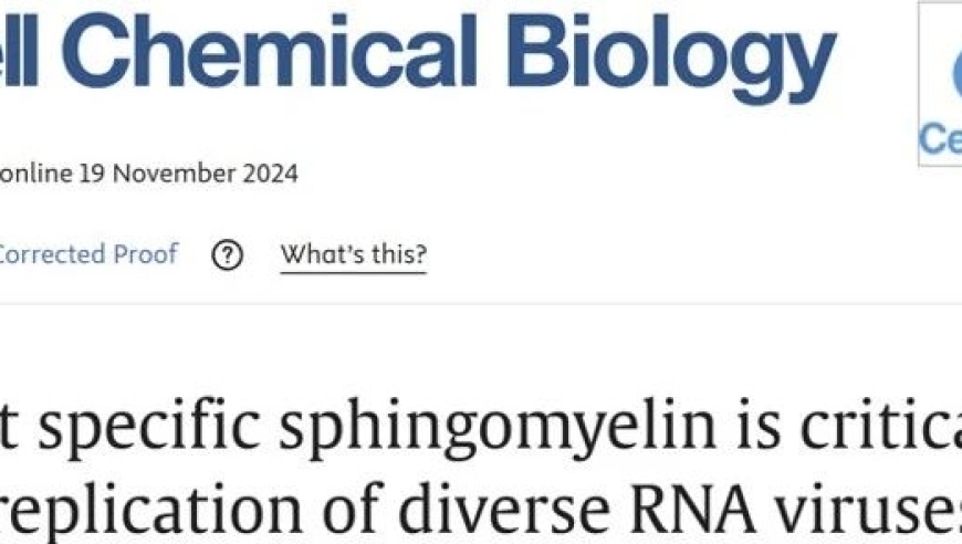 黎浩团队揭示宿主特异性鞘磷脂对RNA病毒复制新机制：复旦大学药学院周璐教授的研究成果