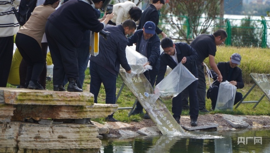 滇池再迎2000余尾土著鱼金线鲃，世界渔业日的到来带来希望与生机