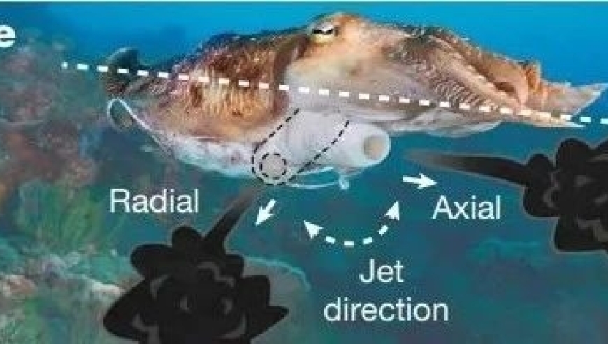 科学大突破！ MIT 研究人员发明可喷墨的喷药胶囊，有望革新药物递送方式

乌贼般喷墨？ MIT 科学家研究创新药物递送方式，无需注射！