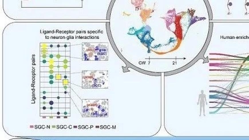 多学科协作揭示：人类背根神经节的发育转录调控机制及其类器官构建的新发现