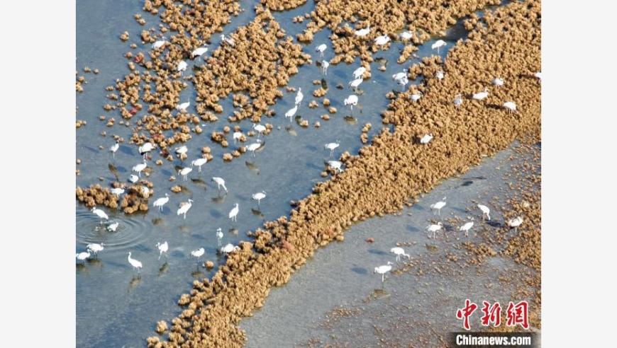 宁夏哈巴湖迎候鸟迁徙高峰：生态守护者的坚守与期待