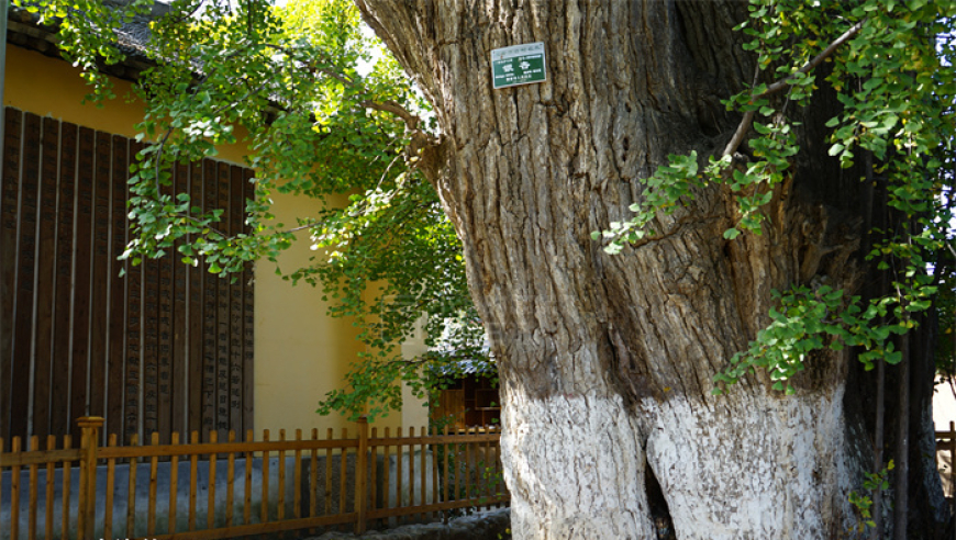 神奇的古寺，位于秦岭深处的一棵大树下：藏着丰富的历史与神秘