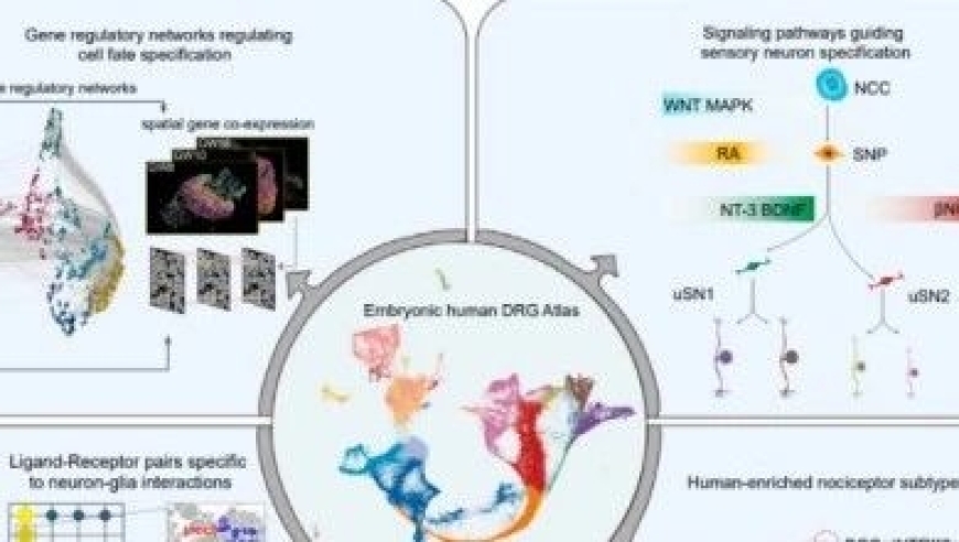 探究：科学家揭示慢性疼痛治疗的新方法与研究进展