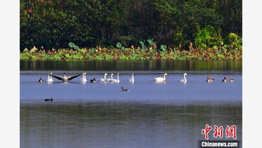 湖北当阳季家湖湿地公园现天鹅湖景观，世界罕见的生态奇观令人震撼