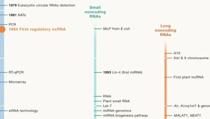 陈玲玲研究员：深度解析中国科学院分子细胞科学卓越创新中心的非编码RNA研究成果