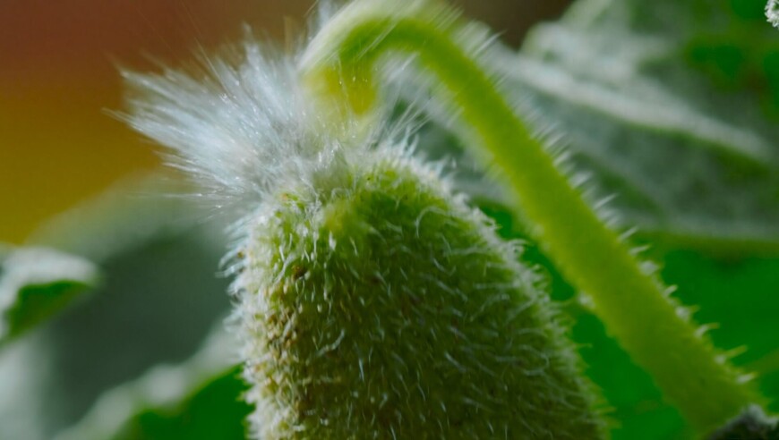 奇奇怪怪的植物：一种罕见的新品种释放出巨大的能量