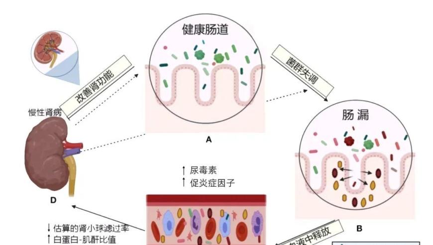 掌握这些肾脏疾病早期信号，让健康无忧