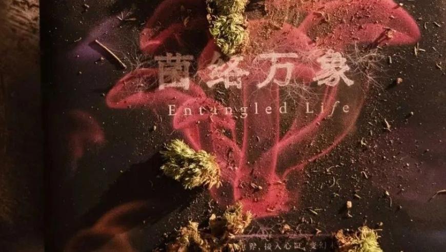 果菌王：真实世界的神奇物种现象解析与研究