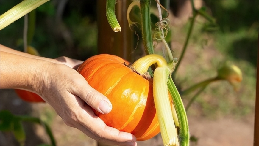 这7种常见蔬菜：健康、绿色的美食选择