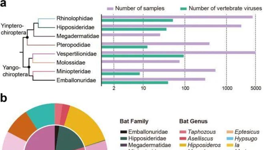 吴志强团队在蝙蝠体内发现了数百种新型病毒，颠覆了对病毒的认知