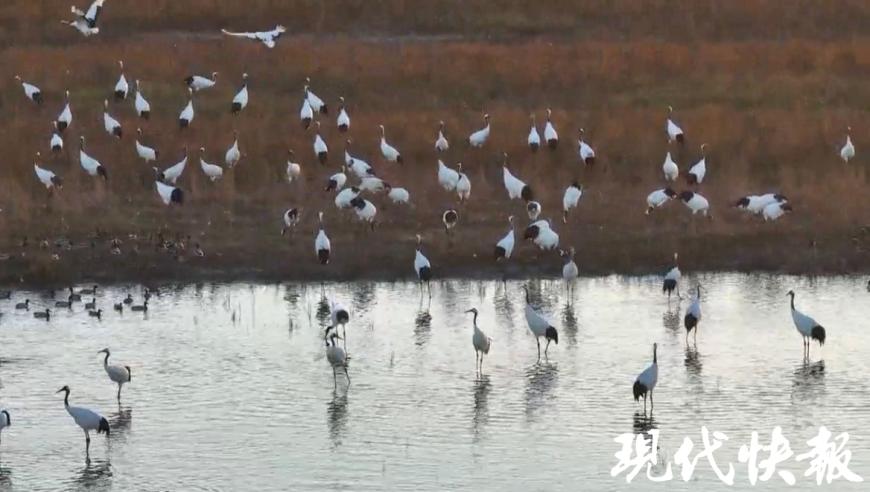 百只丹顶鹤越冬江苏盐城，生态美景令人陶醉