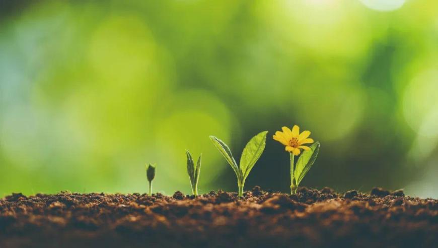 揭秘植物如何感知开花的时间：从生物学角度解析