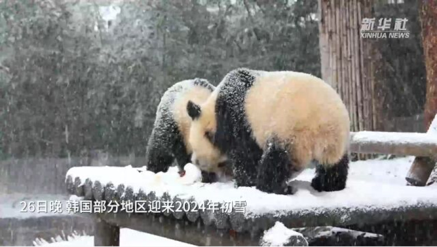 双胞胎大熊猫冬雪：初次赴韩之旅的难忘经历