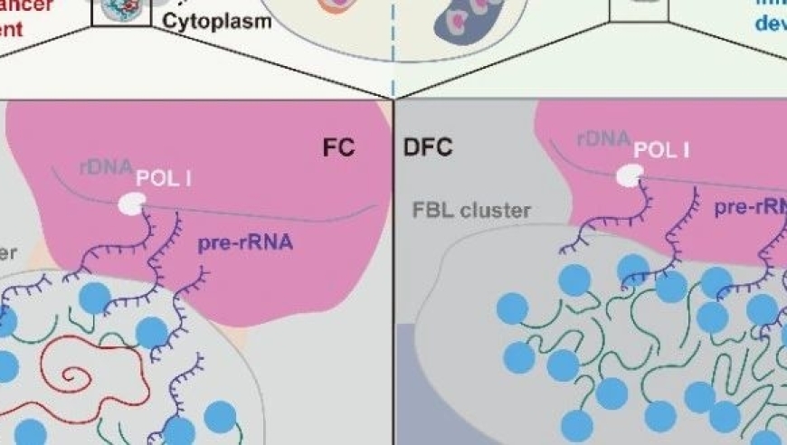 揭秘：lncRNA调控核仁朊病毒样蛋白质液-固相转变新机制的突破性发现