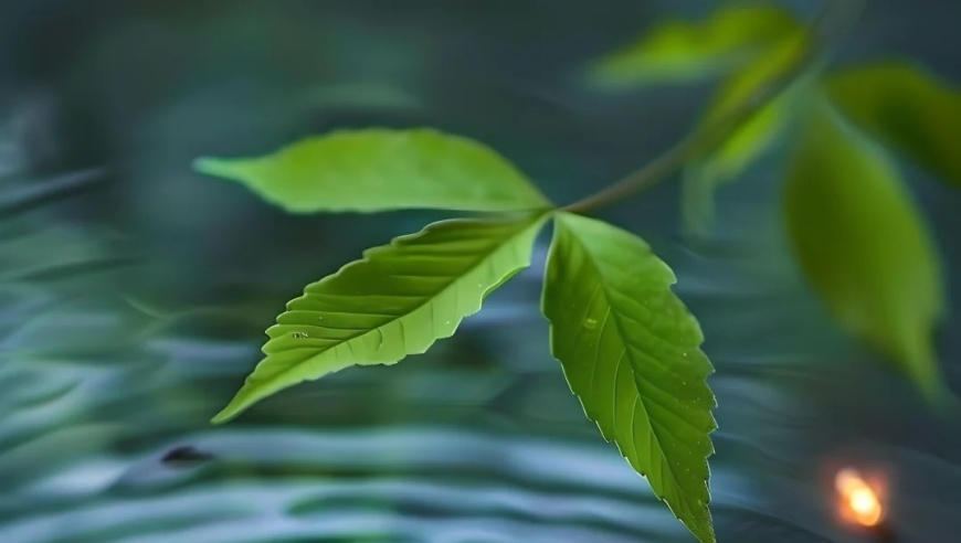 悠然浅眠，清韵萦绕，诗意满溢的小窗独奏：20首婉约深情的古诗词，诠释恬淡人生的韵味