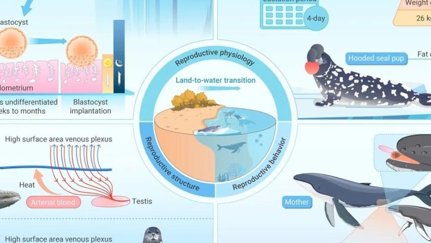 海洋哺乳动物繁殖策略的进化之路——探索陆地与海洋之间的独特演变