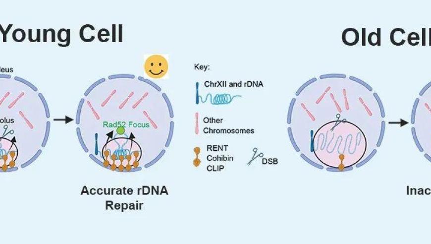 如何通过改造细胞结构对抗衰老？掌握这个秘诀，让细胞保持青春活力!