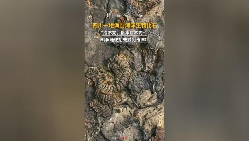 四川一地满山海洋生物化石：自然奇观值得一看