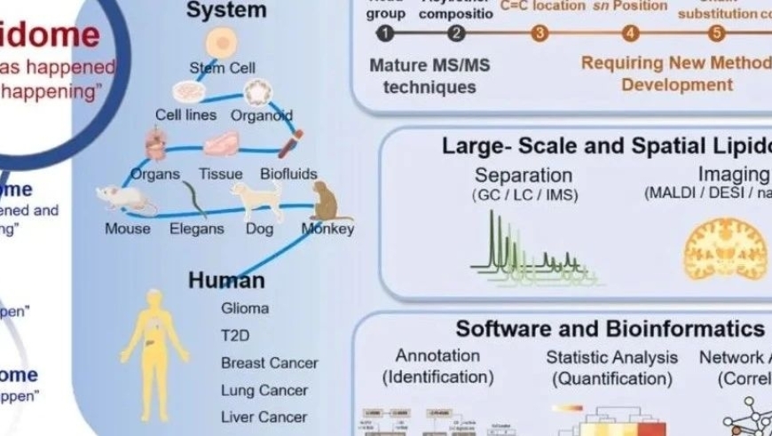 脂质组学研究迎来精细化：人类脂质组计划即将启动