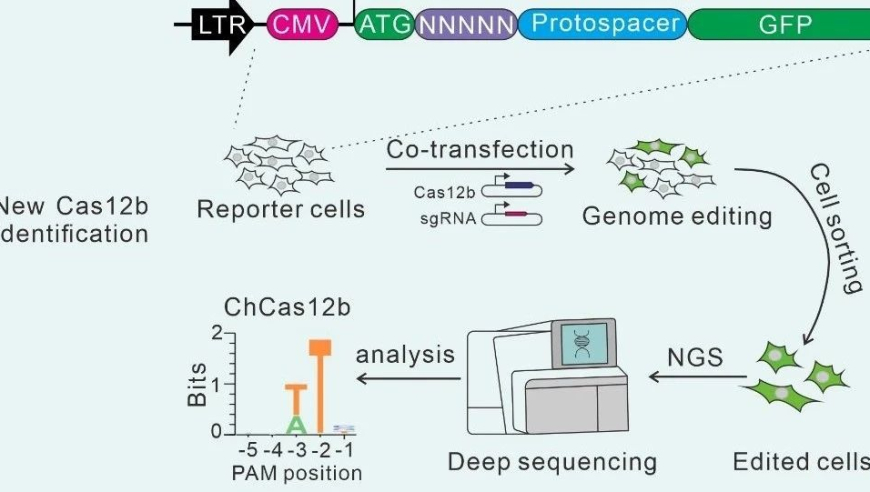 更新！科学界发现了一项新工具，可区分单碱基突变与ChCas12b的差异