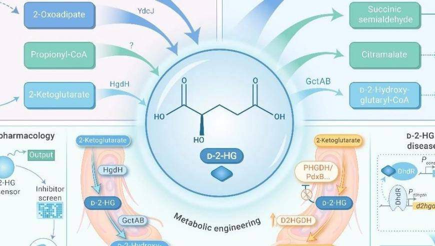 概述：肿瘤代谢物D-2-羟基戊二酸的功能及其在生理学及代谢相关的酶的应用探讨

# 创新生命：探索肿瘤代谢物D-2-羟基戊二酸的生理功能与应用前景
# 揭示新陈代谢中的分子角色：D-2-羟基戊二酸的生物化学特性及其在肿瘤研究中的重要性
# 探索D-2-羟基戊二酸的新途径：在临床医学中的应用与发展前景
# 疾病发生的原因与防治：肿瘤代谢物D-2-羟基戊二酸在疾病中的作用和进展