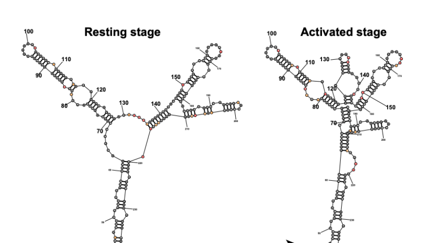 自然界子刊揭示lncRNA干预系统性红斑狼疮的全新机制