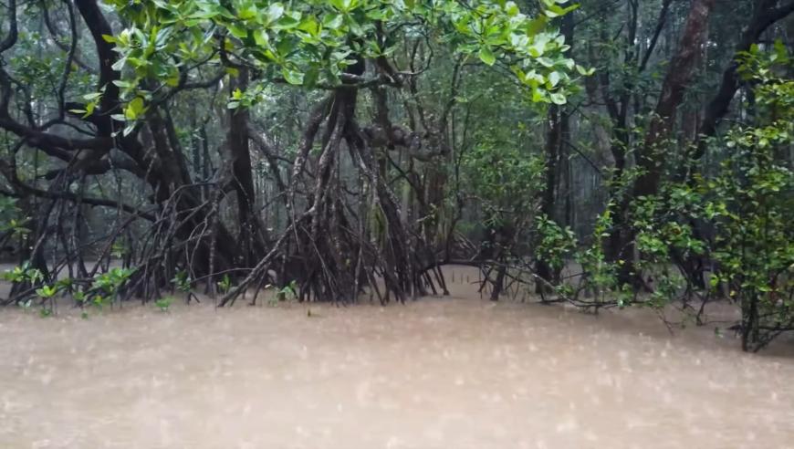 红树林：担当守护地球重任的绿色卫士