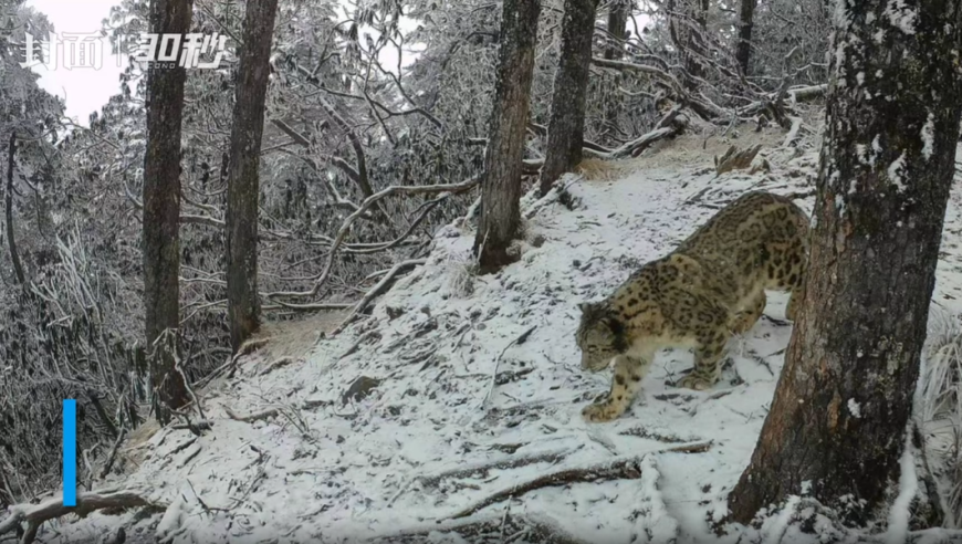 成都大熊猫国家公园智能红外相机记录下罕见雪豹景象，30秒一探究竟！