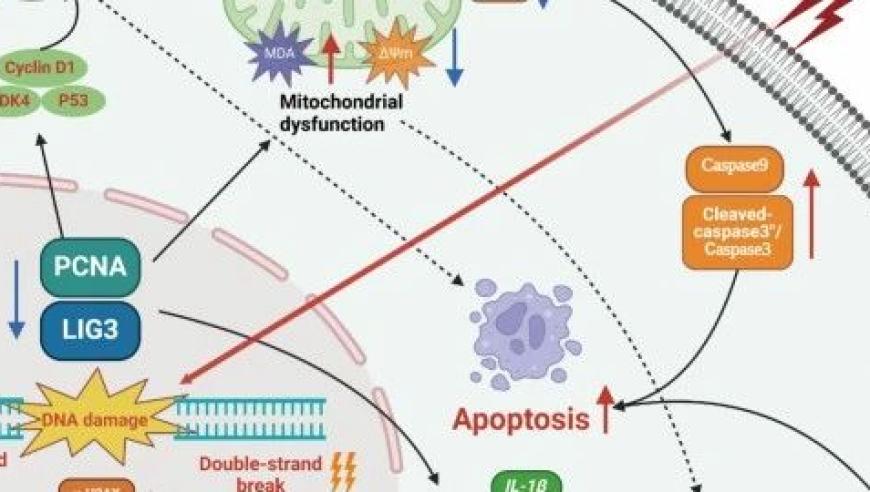 扬州大学包文斌教授团队在呕吐毒素的肠道毒性研究领域取得重要突破