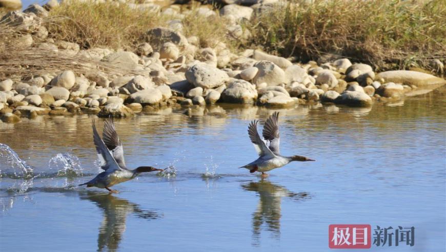 湖北十堰，珍稀濒危水鸟越冬季聚集：保护生态环境的行动

汇聚珍稀水鸟湖北十堰越冬，守护生态多样性

湖北十堰水鸟越冬季集结，让我们共同保护这个美丽的家园

湖北十堰！珍稀濒危水鸟越冬，展现生命的壮丽图景

保护水源地——湖北十堰珍稀水鸟越冬行动启幕